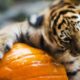 Zoo Animals Get Pumpkins For Halloween