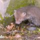 Zorro bebé atrapado en la orilla de un río recibe ayuda para regresar a casa | El Dodo