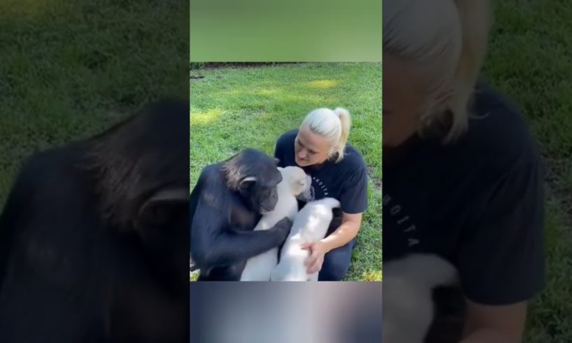 amazing animal #shorts Video Guru 20211013 134531437