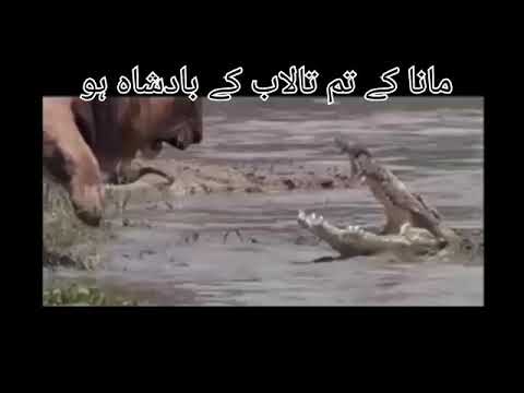 animal fights,animal beauty,wildlife videos,animals nature,wild,real fight,amazing,most amazing