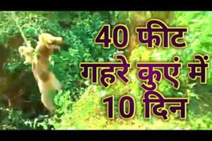 animal rescue | animal aid | peta | animal rescue videos | ox Rescue | Kamdhenu Gauseva Sansthan