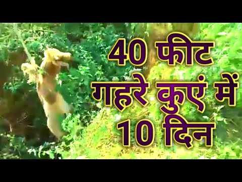 animal rescue | animal aid | peta | animal rescue videos | ox Rescue | Kamdhenu Gauseva Sansthan