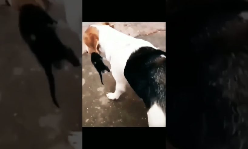 animal videos - dog saves kittens 🐶👏🏼 | Funny Cat Bits #dog