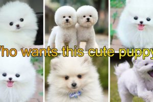 beautiful puppies|innocent puppies|cute puppies|funny puppy|puppies video|cute puppies|golden puppy