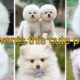 beautiful puppies|innocent puppies|cute puppies|funny puppy|puppies video|cute puppies|golden puppy