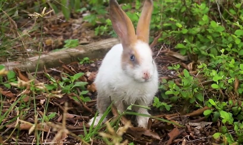 bunny playing so happy #animals