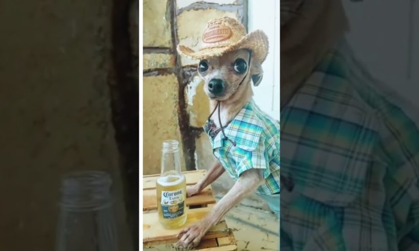 #chihuahua #funnyvideo  #shorts #playfulpets #animals #dogs #hood fights #short