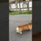 cutest puppies searching in the street