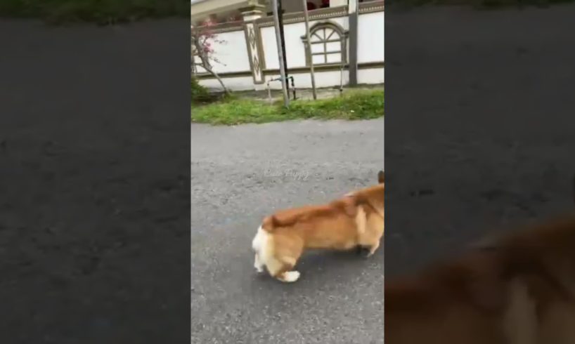 cutest puppies searching in the street