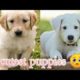 *cutest puppies*🥺 videos|#puppies #puppy #puppylove