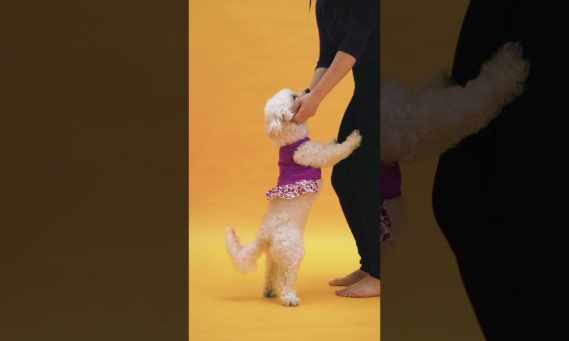 cutest puppies। funny puppy। shorts