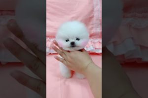 funny animal videos | cutest puppies are playing bet | cutest white puppies videos | funny videos  |
