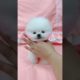 funny animal videos | cutest puppies are playing bet | cutest white puppies videos | funny videos  |