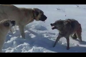 kangal vs Predators attack | Top 10 Animal  Fights - Part 1 (2021)