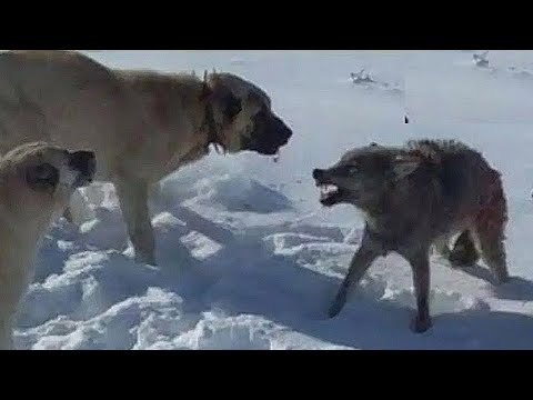 kangal vs Predators attack | Top 10 Animal  Fights - Part 1 (2021)