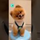 most adorable and cutest puppy ever #shorts #puppy #cute #adorable #dogs