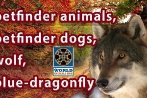 petfinder | animals | petfinder dogs - petfinder puppies - wolf - blue-dragonfly