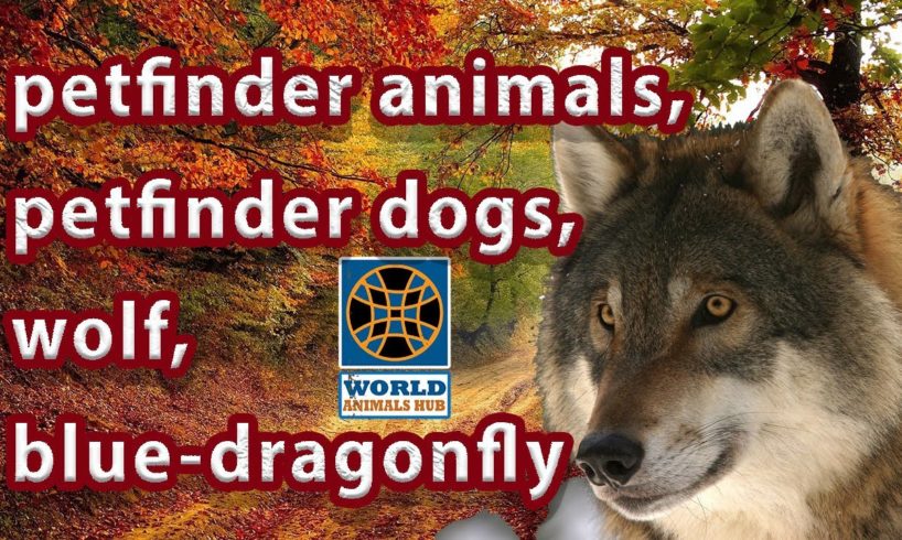 petfinder | animals | petfinder dogs - petfinder puppies - wolf - blue-dragonfly