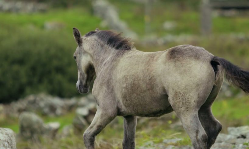 #shorts #horse #hood fights