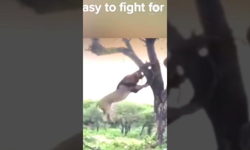 |||wild animal fighting ||||