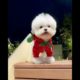 world's Cutest Puppies #shorts #puppies #cutest exotic pets