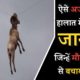 इंसान के रूप में भगवान || Amazing animal rescues caught on camera