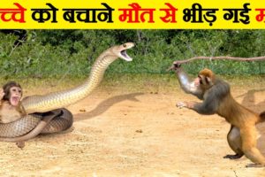 बच्चे को बचाने मौत से भीड़ गई माँ | Animal Mothers Fight for Saving Their Babies