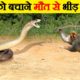 बच्चे को बचाने मौत से भीड़ गई माँ | Animal Mothers Fight for Saving Their Babies