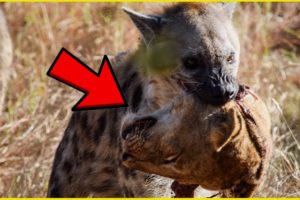 शेर की गर्दन उखाड़ कर खा गया | Lion Vs Animal Fights in Hindi