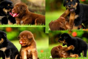 ஐயோ😘 அழகு குட்டிகள் | Funneist and cutest puppies videos | Cutest playing puppie