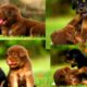 ஐயோ😘 அழகு குட்டிகள் | Funneist and cutest puppies videos | Cutest playing puppie