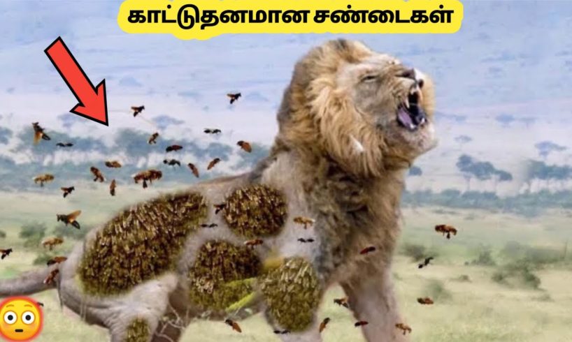 முரட்டு தனமாக சண்டை போடும் விலங்குகள் | Animal Fights Filmed Mercillesly | Story Bytes Tamil