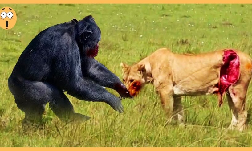 10 Merciless Animal Fights Caught on Camera 🔥