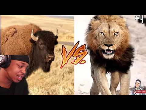 14 Craziest Animal Fights Caught On Camera REACTION