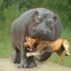 15 Extreme Wild Animal Fights Caught On Camera