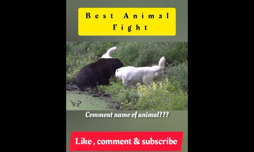 Africa Wild Animals、 Wild Animals、Animal World#Shorts