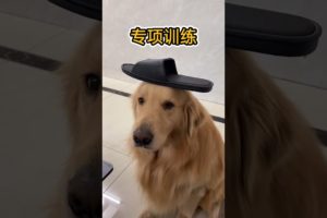 Cute baby animals Videos Compilation of the animals - Cutest Puppies #Animals #Cute #Dogs #Shorts