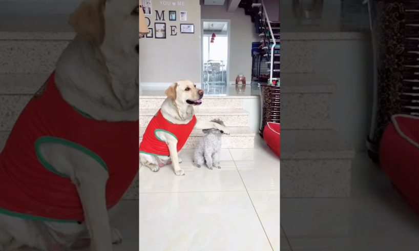 Cute Puppies Doing Funny Things, Cutest Puppies in the Worlds 2021 ♥ Cutest Dogs # 1