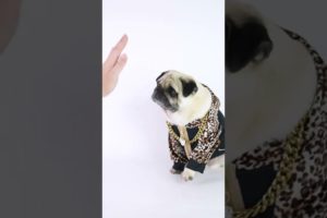 OMG So Cute Puppies 🐶 Cutest and Funniest Puppy #babydog #dog #shorts