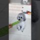 Cute Puppies Doing Funny Things, Cutest Puppies in the Worlds 2021 ♥  Cutest Dogs # 178