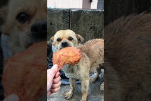 Daily Compilation  For Rescue Homeless Dogs and Cats, By Animals Hobbi 1330