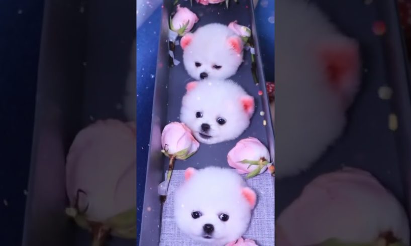 Dogs Doing Funny Things Tik Tok ♥ Cutest Puppies TIKTOK Compilation #Shorts