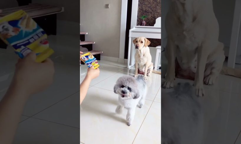 Cute Puppies Doing Funny Things, Cutest Puppies in the Worlds 2021 ♥ Cutest Dogs # 135