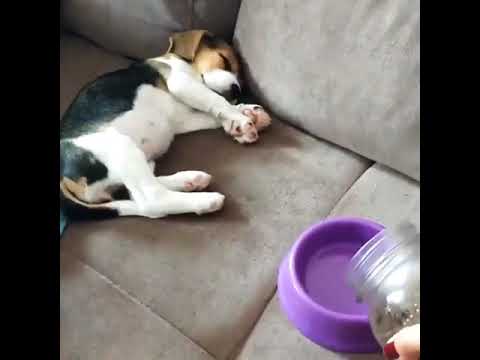 OMG So Cute Puppies 🐶 Cutest and Funniest Puppy #babydog #dog #shorts