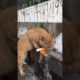 Daily Compilation  For Rescue Homeless Dogs and Cats, By Animals Hobbi 1325