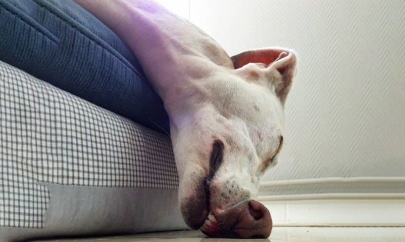 Funniest Animals Ever 🐧 - Awesome Funny Animals' Life Videos - Funniest Pets 😇