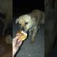 Daily Compilation  For Rescue Homeless Dogs and Cats, By Animals Hobbi 1309