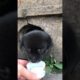 Daily Compilation  For Rescue Homeless Dogs and Cats, By Animals Hobbi 1285