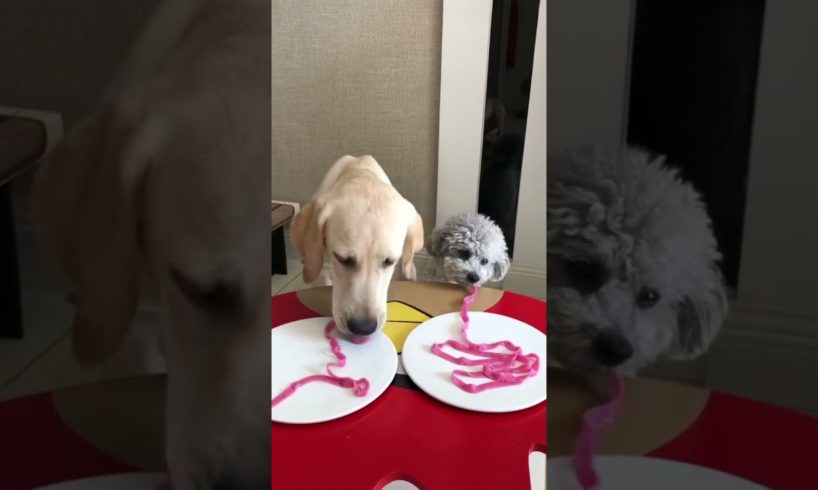 Cute Puppies Doing Funny Things, Cutest Puppies in the Worlds 2021 ♥  Cutest Dogs # 200