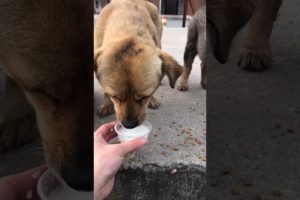 Daily Compilation  For Rescue Homeless Dogs and Cats, By Animals Hobbi 1366